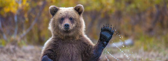 Shamanic journeying bear
